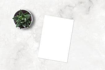 Blank White Paper Mockup With Succulent On Marble Surface