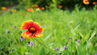 Vibrant Red and Yellow Gaillardia Flower in Green Garden