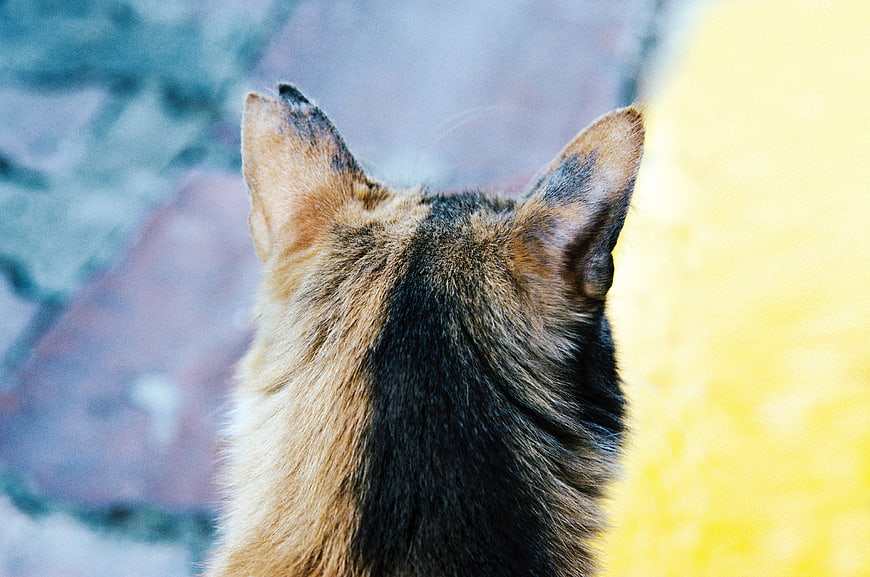 Close-up of a cat's ears with blurred background