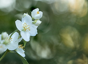 Close-up of white jasmine flowers with yellow stamens and bokeh background