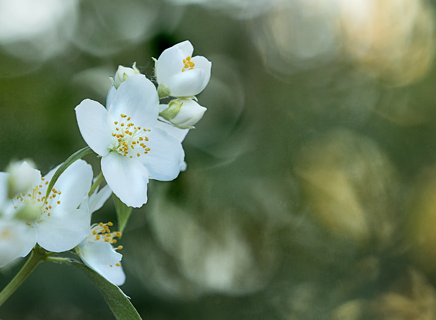 Close-up of white jasmine flowers with yellow stamens and bokeh background