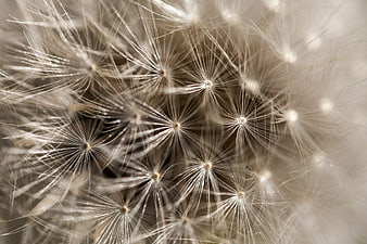 Macro Photography of Dandelion Seeds in Soft Focus