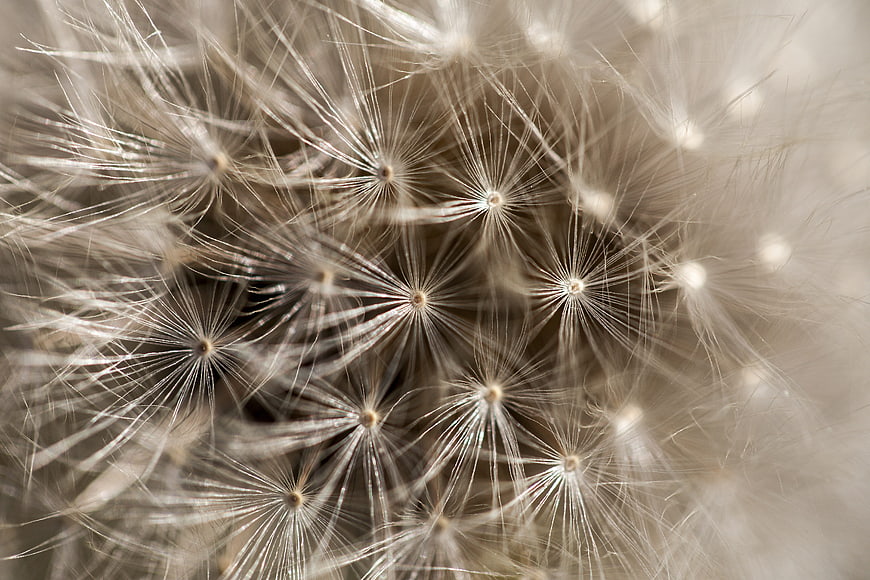 Macro Photography of Dandelion Seeds in Soft Focus