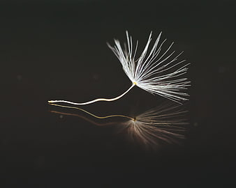 Macro dandelion seed with reflection on dark background