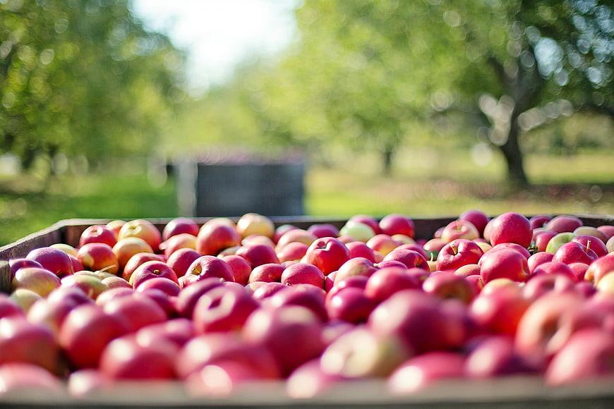 Fresh Red Apples in Wooden Crate at Orchard