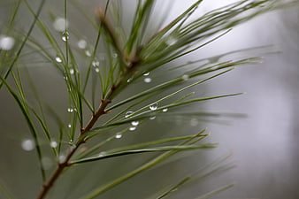 Close-up of pine needles with raindrops on a branch