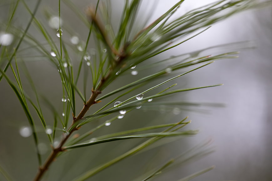 Close-up of pine needles with raindrops on a branch
