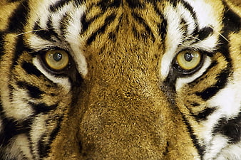 Close-up of Tiger Eyes and Nose