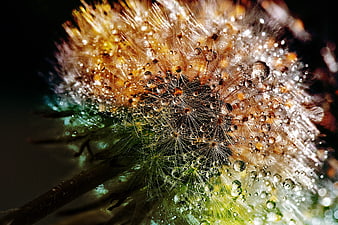 Macro Photography of Dandelion Seeds with Dew Drops