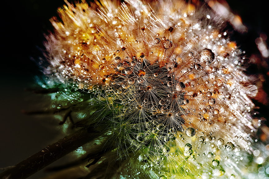 Macro Photography of Dandelion Seeds with Dew Drops