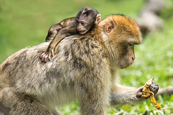 Baby Monkey Riding on Adult Monkey's Back Eating Banana