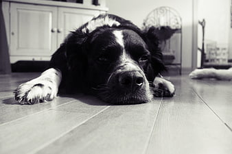Black and white photo of a tired dog resting on a wooden floor