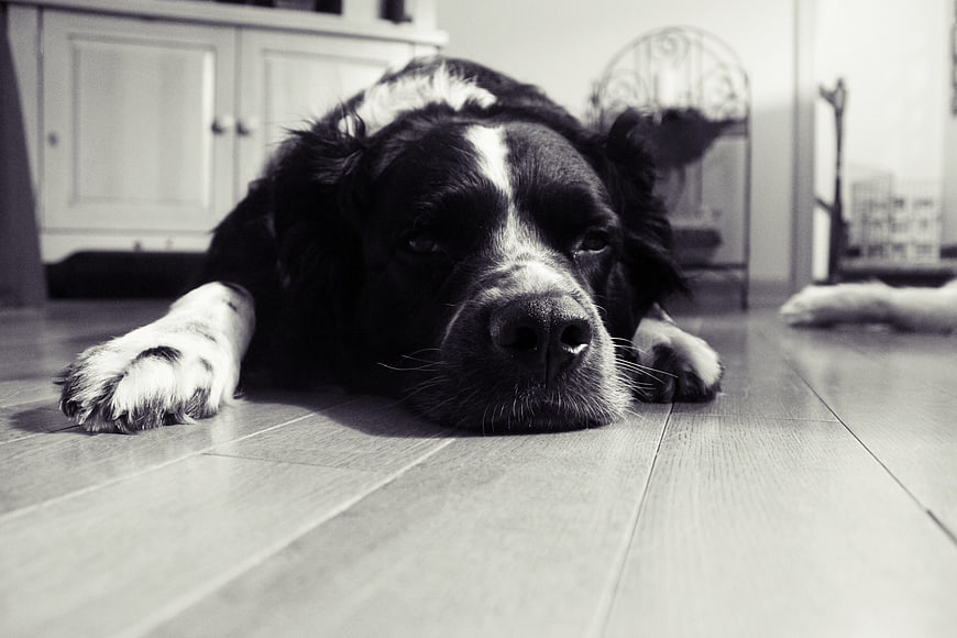 Black and white photo of a tired dog resting on a wooden floor
