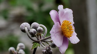 Close-up of a delicate pink Japanese anemone flower with yellow center