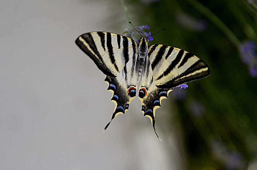Close-up of Eastern Tiger Swallowtail Butterfly on Lavender