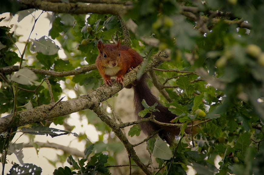 Red squirrel perched on oak branch with acorns