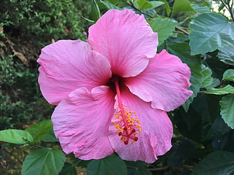 Close-up of a vibrant pink hibiscus flower in a garden