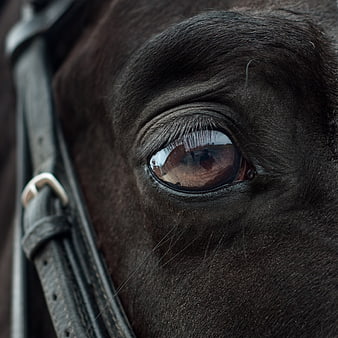 Close-up of a dark horse eye with reflection