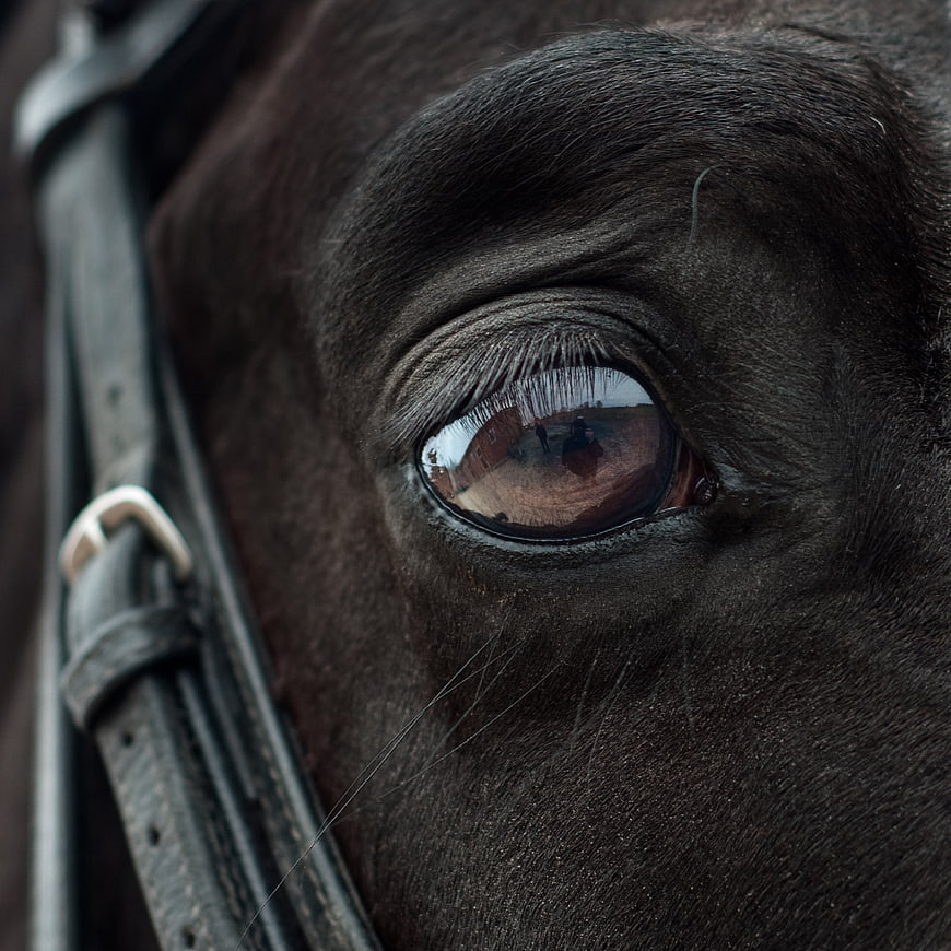 Close-up of a dark horse eye with reflection