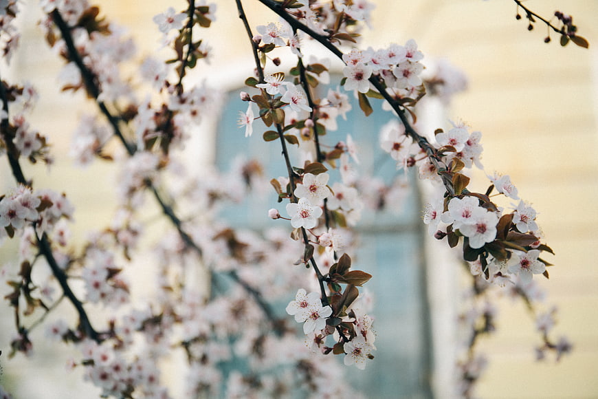 Delicate White Blossoms on Branches with Soft Background