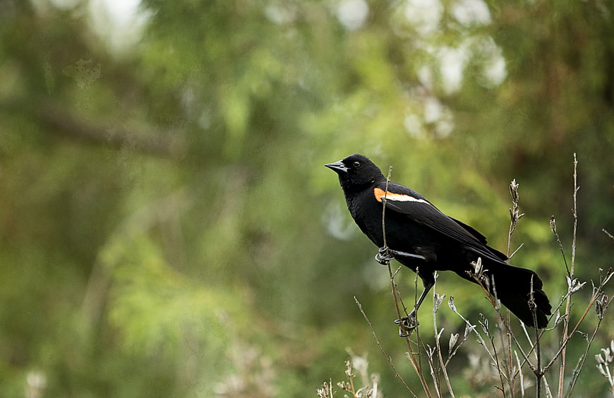 Red-winged Blackbird Perched on Branch in Nature