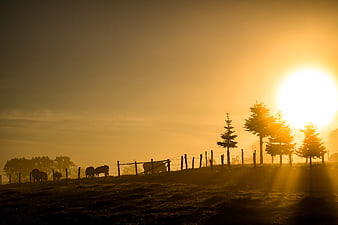 Silhouette of Cows in Misty Meadow at Golden Sunrise