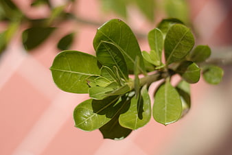 Close-up of green desert rose leaves against pink background
