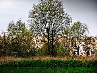 Spring landscape with budding trees and green grass field