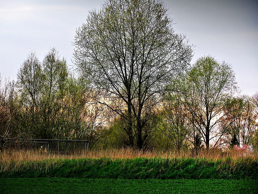 Spring landscape with budding trees and green grass field