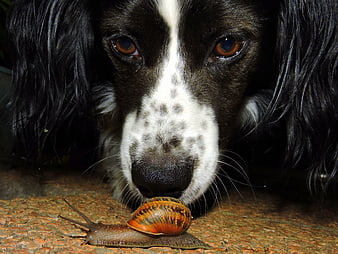 Close-up of black and white dog sniffing a snail
