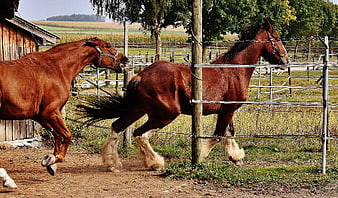 Two Brown Draft Horses Running in a Farm Pasture