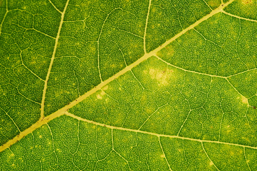 Macro Close-Up of Green Leaf Veins and Texture
