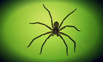 Close-up of a brown spider on a bright green wall