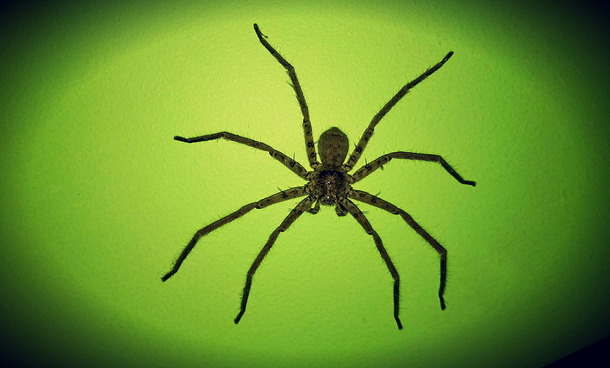 Close-up of a brown spider on a bright green wall