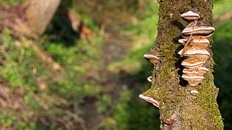Close-up of Bracket Fungi Growing on Mossy Tree Bark