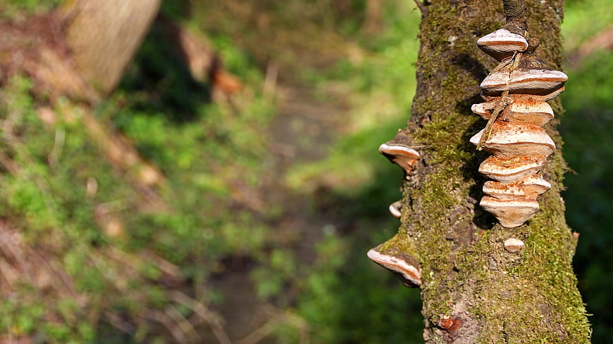 Close-up of Bracket Fungi Growing on Mossy Tree Bark