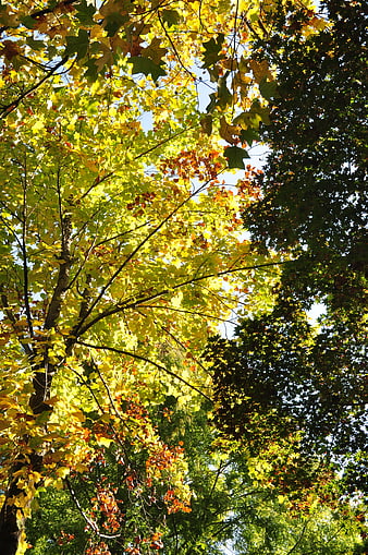 Sunlit Autumn Maple Leaves Against Blue Sky
