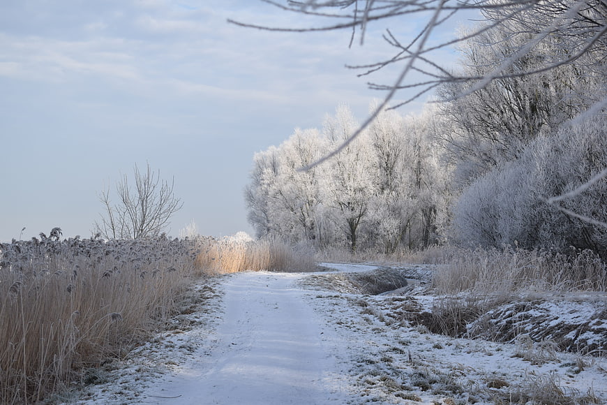 Frosty Winter Path Through Snowy Trees and Reeds