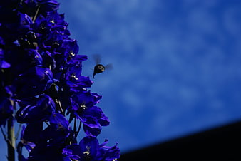 Hummingbird moth hovering near purple delphinium flowers against blue sky