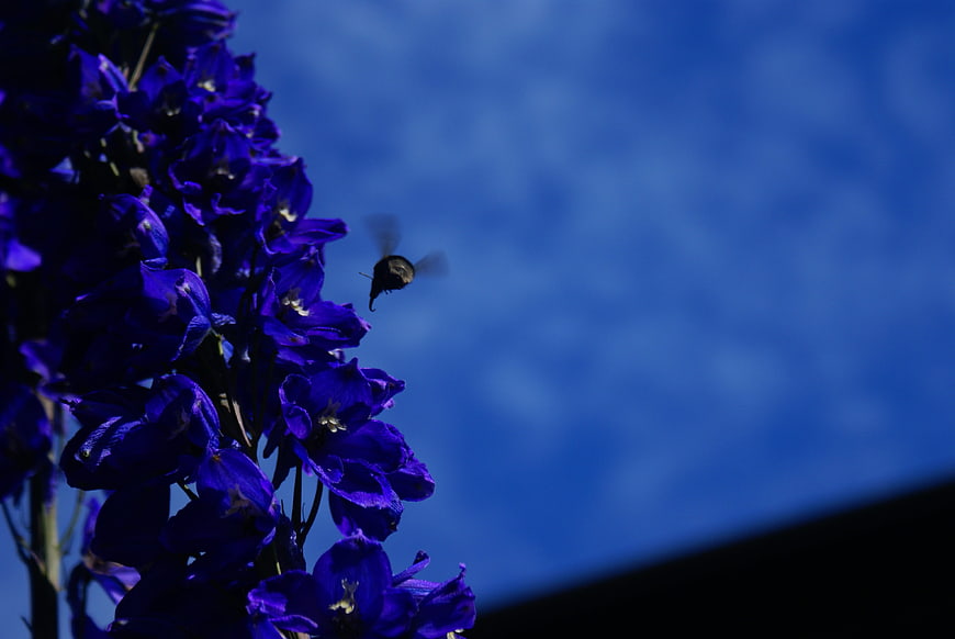 Hummingbird moth hovering near purple delphinium flowers against blue sky