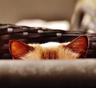 Close-up of Cat Ears Peeking Over Basket Edge