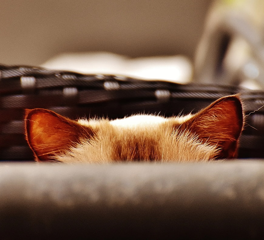 Close-up of Cat Ears Peeking Over Basket Edge