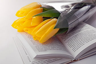 Yellow tulips wrapped in cellophane on an open book