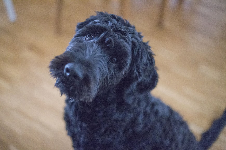 Cute Black Puppy Looking Up on Wooden Floor