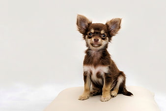 Cute long-haired chihuahua puppy sitting on a cushion