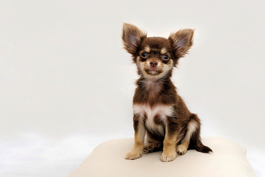 Cute long-haired chihuahua puppy sitting on a cushion