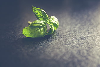Fresh Basil Leaves on Dark Textured Background