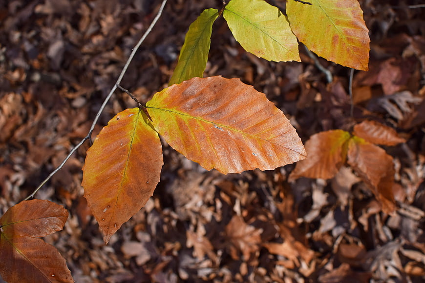 Close-up of autumn beech leaves on forest floor