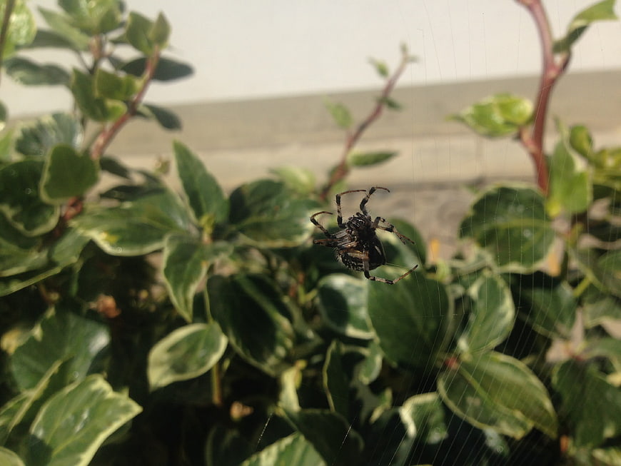 Garden Spider on Web in Green Bush