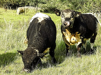 Black and white cows grazing in a green pasture